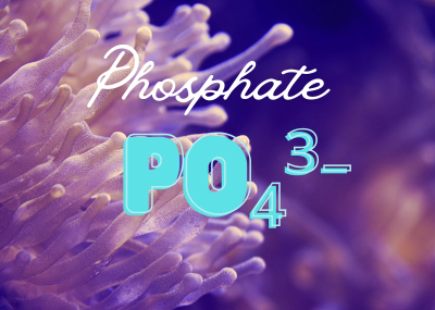 Ảnh Hưởng của Phosphate (PO₄) Đối Với Thủy Sản và San Hô