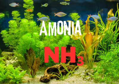 NH₃/NH₄⁺ trong Nuôi Thủy Sản: Nguồn Gốc, Ảnh Hưởng và Kiểm Soát