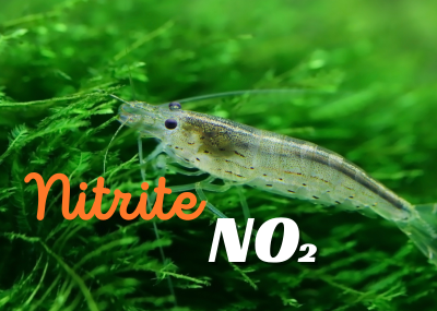 Quá Trình Hình Thành NO₂⁻ (Nitrite) và Ảnh Hưởng Đến Thủy Sản